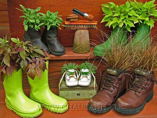 Chọn chậu trồng cây đẹp từ giày cũ